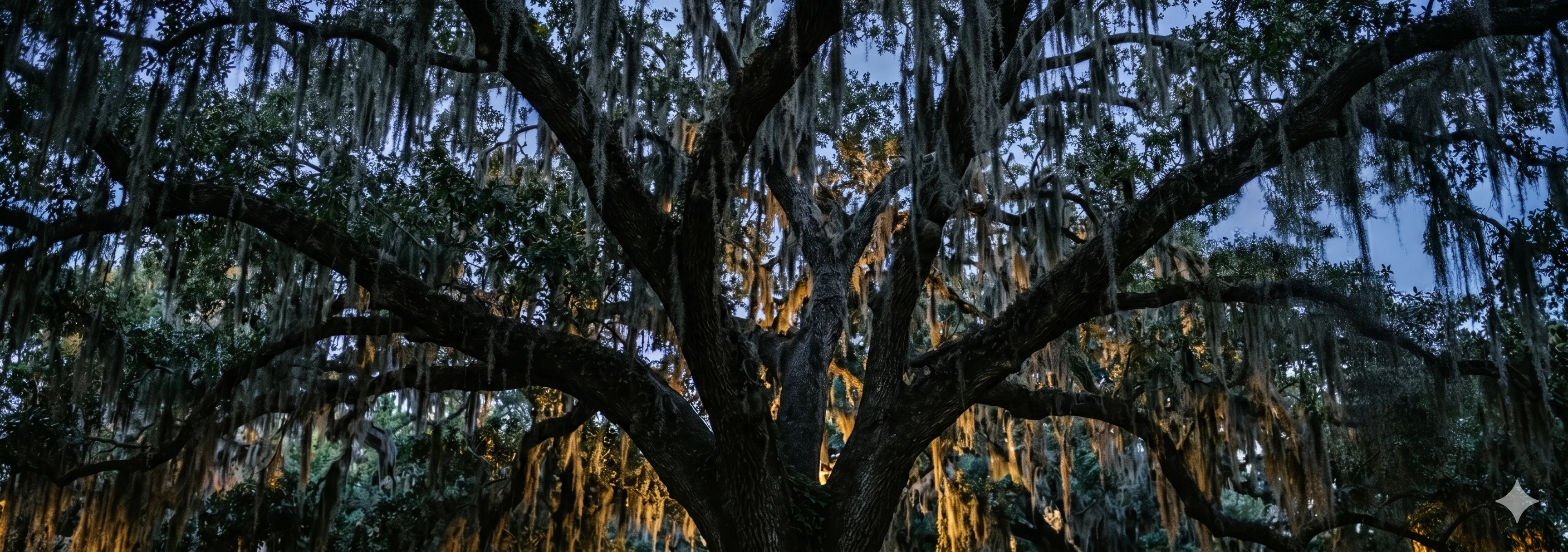 Ancient live oak tree draped in Spanish moss at dusk, Savannah Georgia